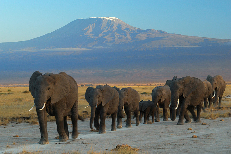 4-Day Amboseli & Tsavo West Safari